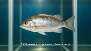 Полное руководство по превращению в рыбу.