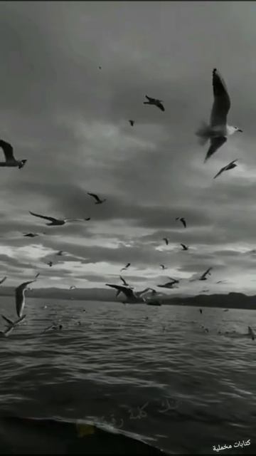 арабские песни смотреть онлайн