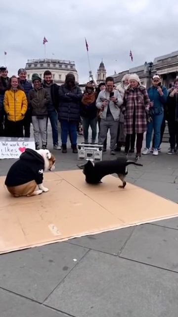 Собаки танцуют нижний брейк смотреть онлайн