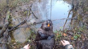 Охота на бобра. Третий бобр с одного и того же места(Будни охотника и рыбака)