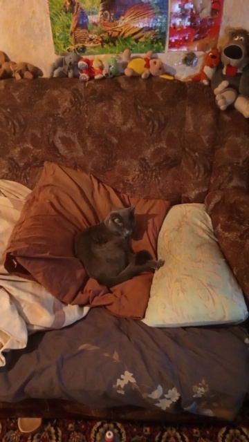 Кот Атос умывается и позирует #shorts #котатос #животные #милота #коты