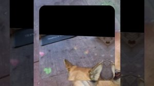 1000040729.mp4 (Собака смотрит на монтаж э/проводки (планирование э/розеток, э/выкл.) в доме А-фрем)