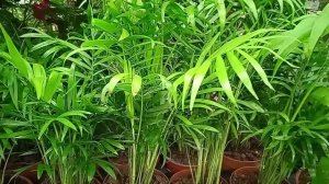 Как ухаживать за пальмой Хамедорея элегантным комнатным растением