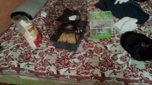 Кошки и крысы.