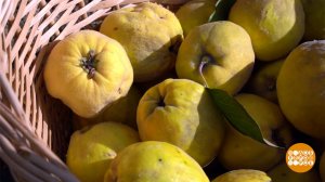 Айва: тот еще фрукт! Доброе утро. Фрагмент выпуска от 20.11.2025