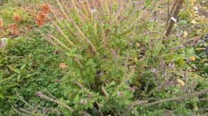 Немного о погоде. ноябрь 2025 год.