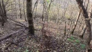 «Спасти рядового Макрона — и другие приключения Анастасика»