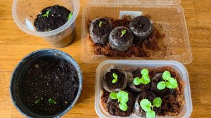 Обзор Рассады Цветов и Томатов для Зимнего Огорода Ноябрь 2025