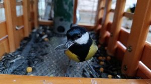 🐦⬛🐦⬛🐦⬛Кушают