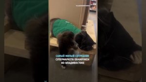 МИР НЕСКОЛЬКО ВИДЕО ДЛЯ ГЛУХИХ 20 НОЯБРЯ 👍