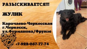 Пропала собака! ЖУЛИК. Карачаево-Черкесия, г. Черкесск