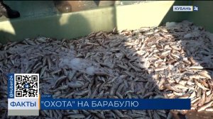 Пик сезона ловли барабули в Сочи продлится до декабря