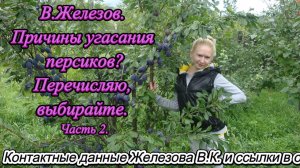 В.Железов. Причины угасания персиков? Перечисляю, выбирайте. Часть 2.