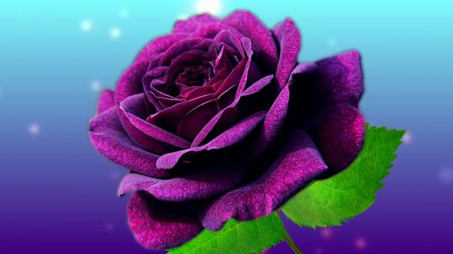 Футаж. Цветочный фон 245