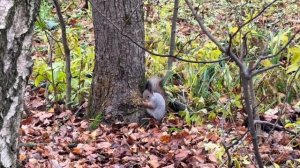 Осенняя пора в Подмосковье