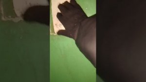 Лифт кмз 1989 г. в моëм доме