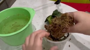 Орхидея как тряпочка. Восстановим?