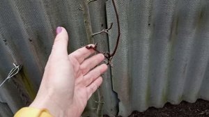 Пора белить, жду погоду без дождя.Куры пока без соломы, не привезли.