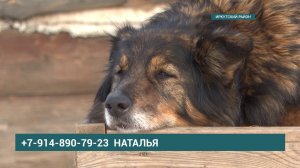 Приюту для животных "Барбоскин дом" требуется помощь