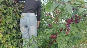 Хотели собрать сливы.....