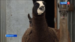 Новорожденной ламе из Сыктывкара дали имя