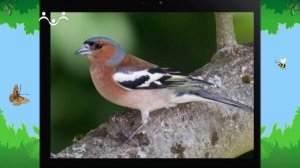 Утро в Шишкином Лесу. Бакалавр. Птичьи гнезда