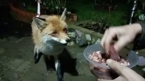 (1168) Лиса приходит в гости.  Ноябрь 2025