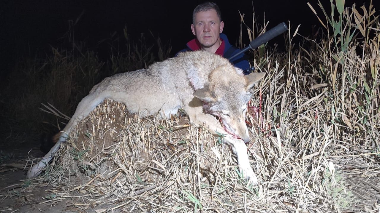 охота на волков 2025 часть 1 смотреть онлайн