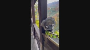 Енотик пришел