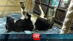 «ЧП»: 20 ноября 2025 года | «Чрезвычайное происшествие» на НТВ