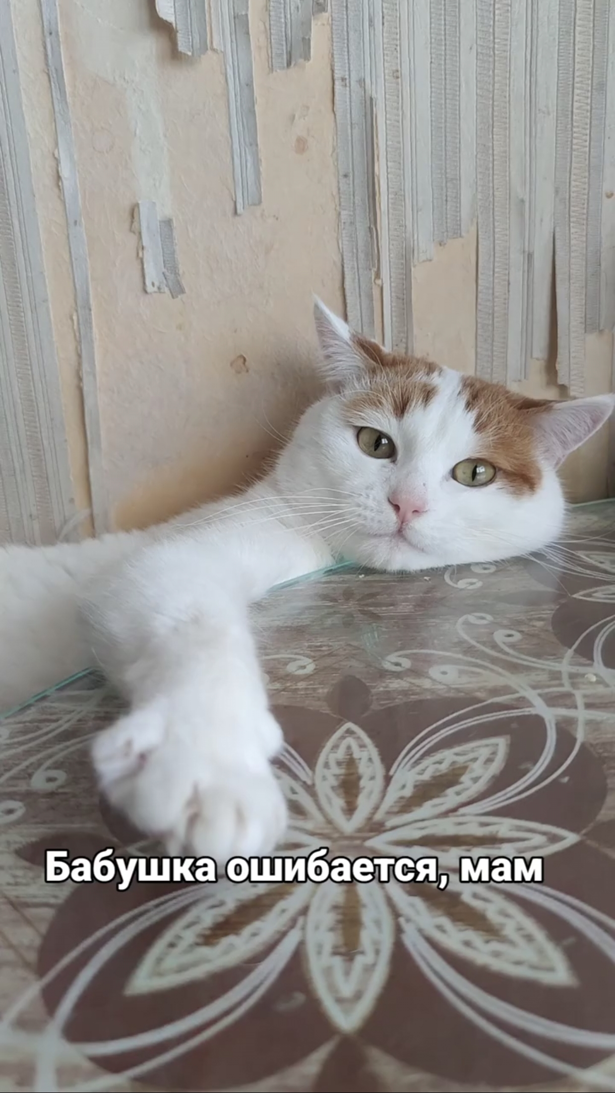 Бабушка говорит: "Котам на столе лежать нельзя!" - Так же кот:..