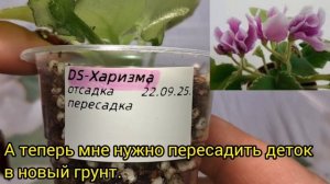 Пересадка фрагмента с детками. Пересадки фиалок. Детки в новый грунт.