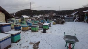 Занесли всех пчел в зимовку, сезон 2025 окончен!
