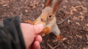 Голодная Балерина. Зарисовка