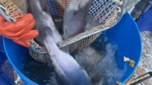 Запуск форели