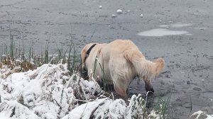 Отважный Ахиллес по первому льду 20.11.2025