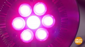 Фитолампа: искусственное солнышко. Доброе утро. Фрагмент выпуска от 20.11.2025