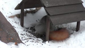 В какой кормушке семечки вкуснее?