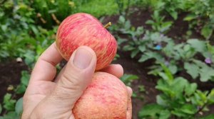 Конфетное и Медуница, сравниваем два сорта.