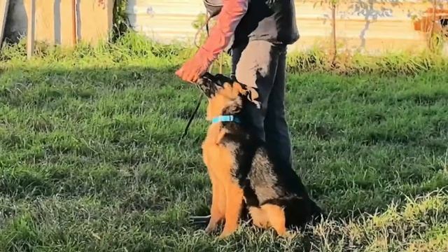 Баларис САМАНТА,  4 месяца. Дрессировка, начало