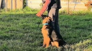 Баларис САМАНТА,  4 месяца. Дрессировка, начало