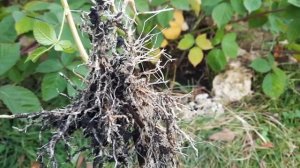 Россельхозцентр по Липецкой области рассказали о размножении ежевики верхушечными отводками