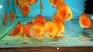 интервью с Эдуардом Шерстяных.  Часть 2