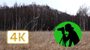 Звучание природы для фона либо отдыха и сна / Шелест сухой травы, пение птиц и звук ветра 4K