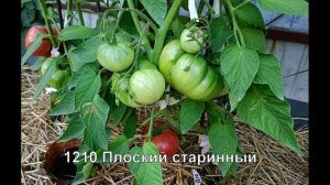 Мои урожайные томаты  Часть 3