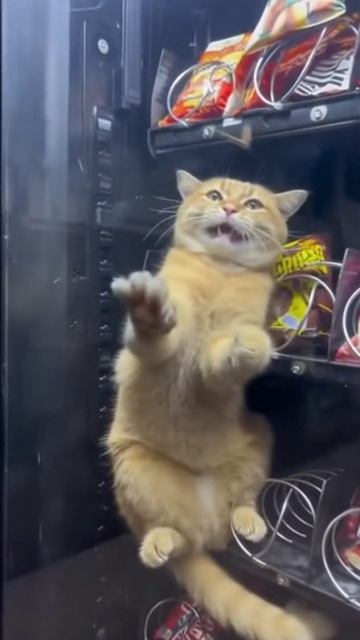 Котик застрял... смотреть онлайн