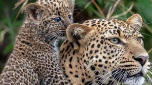 ЖИВОТНЫЙ МИР:  Захватывающие приключения среди диких обитателей планеты