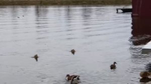 #наши красивые утки ноябрь а они плавают