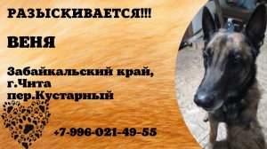 Пропала собака! ВЕНЯ. Забайкальский край, г.Чита.