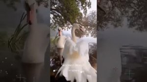 Песня:"Человеку нужен человек!"